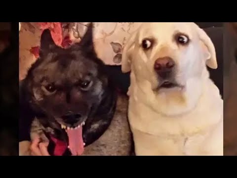 funniest-animals-😂'-life-videos---funniest-pets-😇