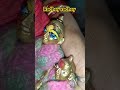 Shri Radhe Govinda ❤️🚩❤️#trending #short
