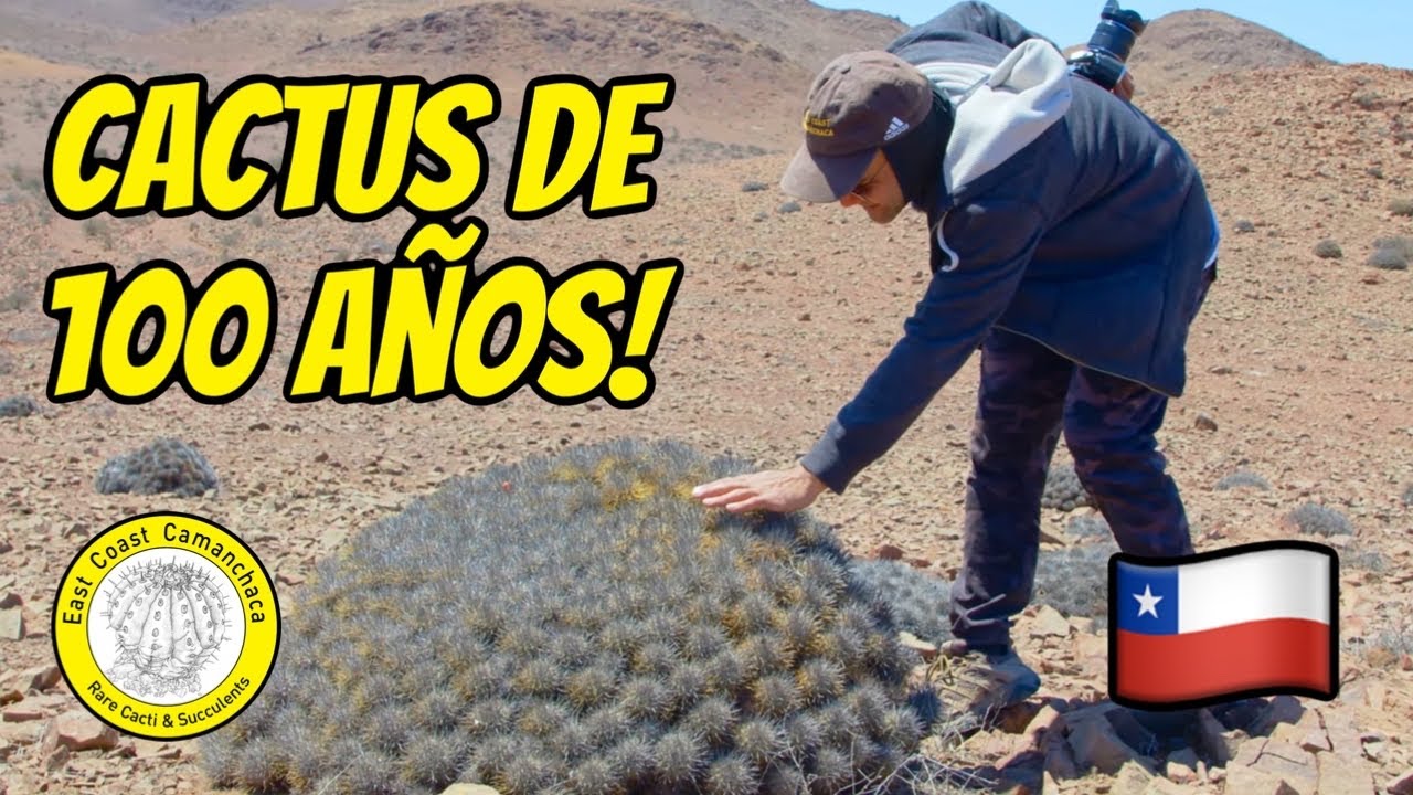 Visitamos 5 quebradas en el desierto costero de chile 🇨🇱