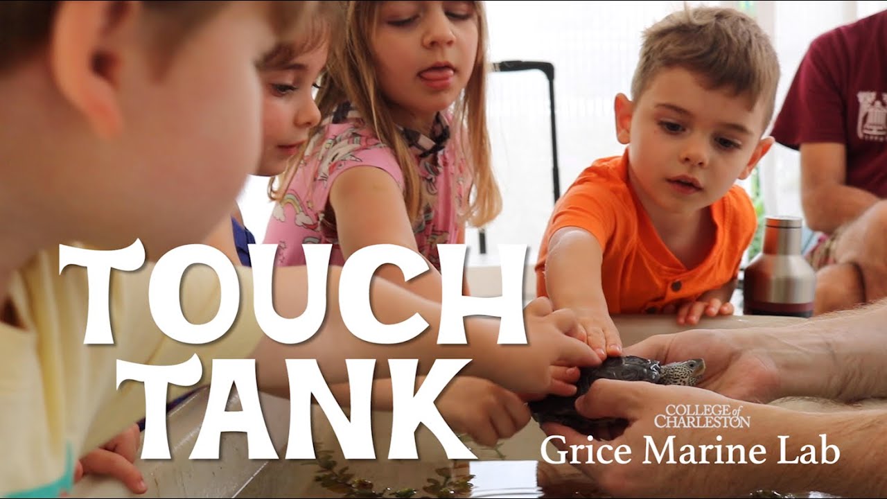 Touch Tank 2021