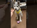 ベルを鳴らしてオヤツをゲット #ペット ＃犬＃ベル