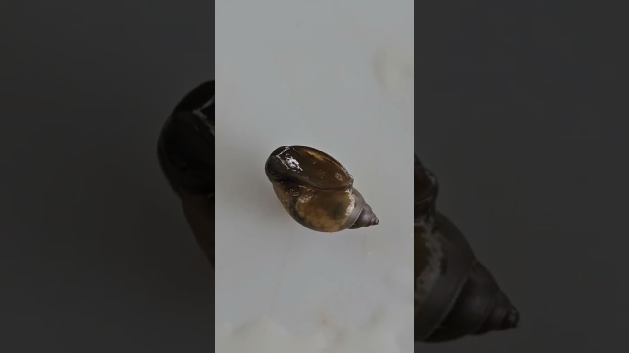 특급뉴스 멸종2급 대추귀고둥 아시는분 계셔요????