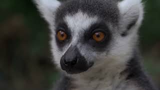Lemurs | Free 4K Stock Video