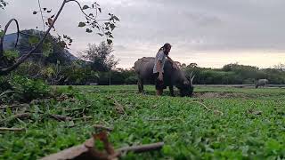 Lantao Island, Hong Kong Water Buffalos