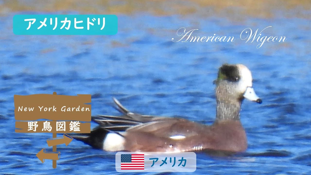 野鳥図鑑：American Wigeon (アメリカヒドリ) - YouTube