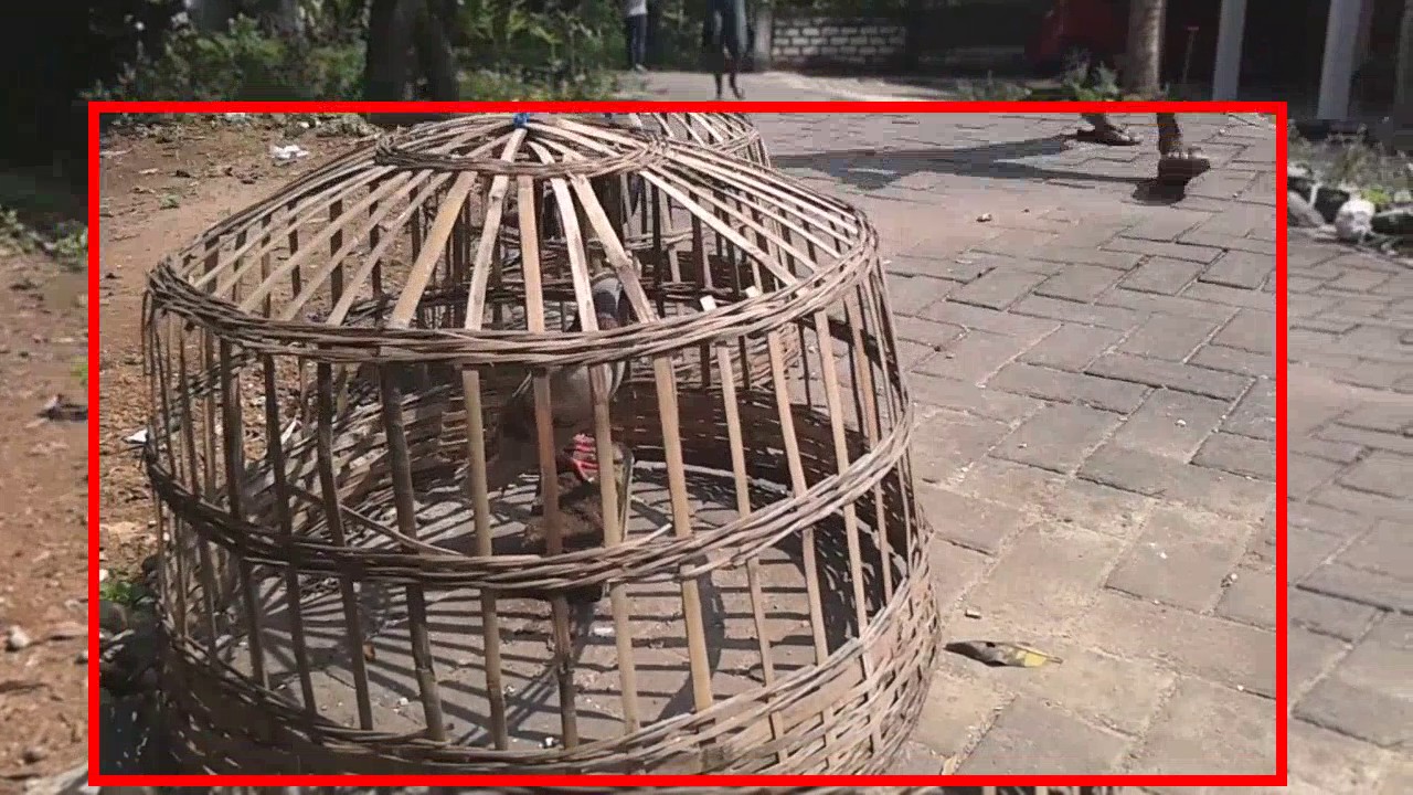 Cara melati merpati kebutan muda dan pengenallan jokinya 