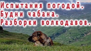 В первый день первые испытания природой. Будни чабана. Разборки волкодавов.