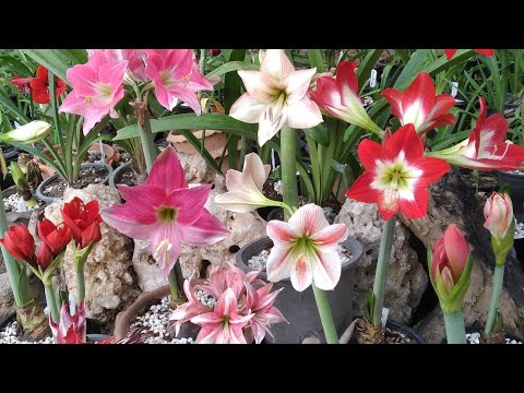 พามาชมดอก ว่านสี่ทิศ/Amaryllis รวมหลากหลายพันธุ์🌺🌸🌷🌼