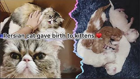 Watch the video about My PERSIAN CAT gave birth to 5 kittens | FULL LABOR & PRENATAL CARE GUIDE