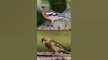 ذكر الحسون الظالم انثى الحسون الظالم 