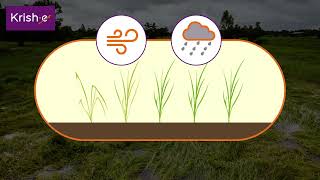 நெல் பயிரில்  பாக்டீரியா கருகல் | Bacterial Blight Management in Paddy Crop