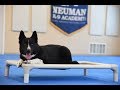 Meka (Karelian Bear Dog) Boot Camp Dog Training Video Demonstration Meka (Karelian Bear Dog) Boot Camp Dog Training Video Demonstration