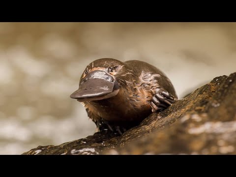 Video: Lê prototheriërs eiers?