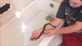 Giving Your Snake A Bath
