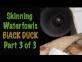 Duck Taxidermy.  How to skin a Black duck Part 3 of 3, "Fleshing"