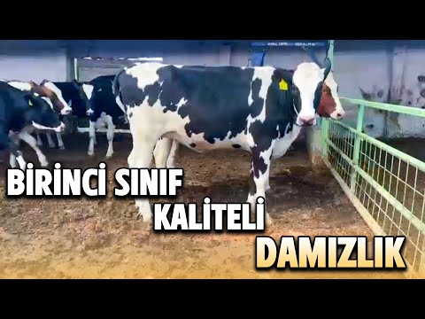 Eşref Şekerli güvencesiyle Birinci sınıf kaliteli damızlık