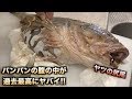 巨大カジカのパンパンの胃袋からとんでもねぇ怪物が出てきたゾ！！！