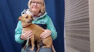 A5251071 Traviesa | Dachshund