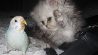 Katter Och Hundar Vs Papegojor - Roligt Och Gulligt Djur Sammanställning