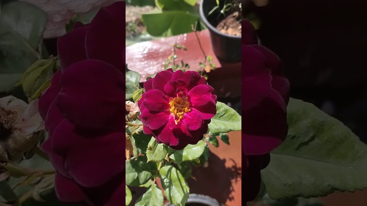 Midnight blue rose started blooming again....🤗🤩🤩🥳