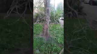 Гусеницы атакуют в Петербурге