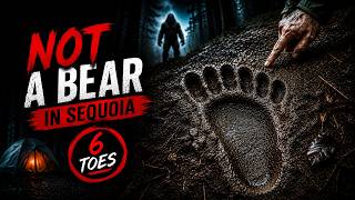 The Bear Tracks That Weren't From A Bear In Sequoia | 3 TRUE Wilderness Horror Stories