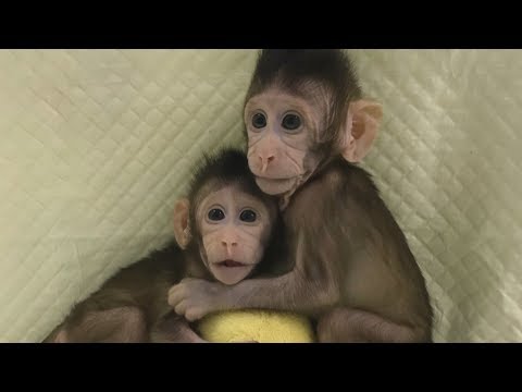 Video: China Hat Einen Affen Mit Einem Bearbeiteten Genom Geklont - Alternative Ansicht