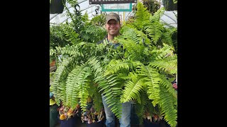 MACHO, MACHO FERN! BETTER THEN BOSTON!