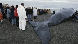 World 5danger whale history of India channel video