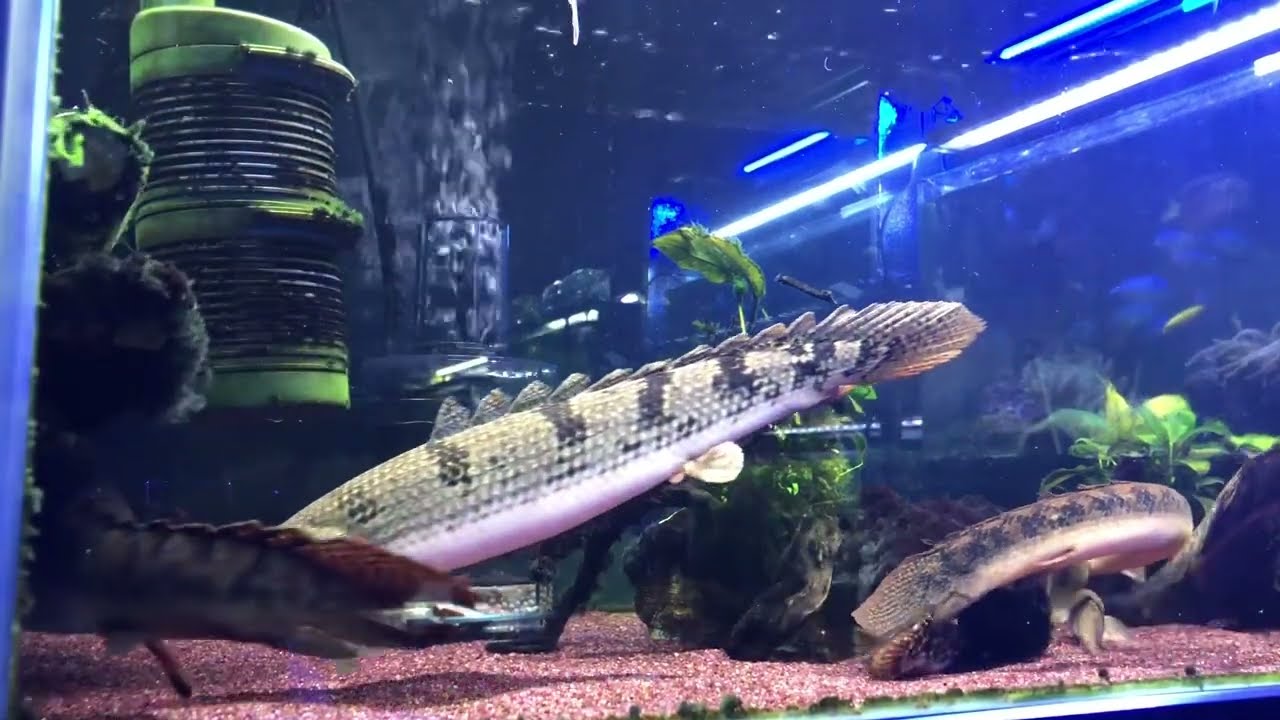 ポリプテルス オルナティピンニスを遂に本水槽へお引越し！コレで名実