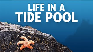 Sea Slugs and Nudibranchs | Life In A Tide Pool