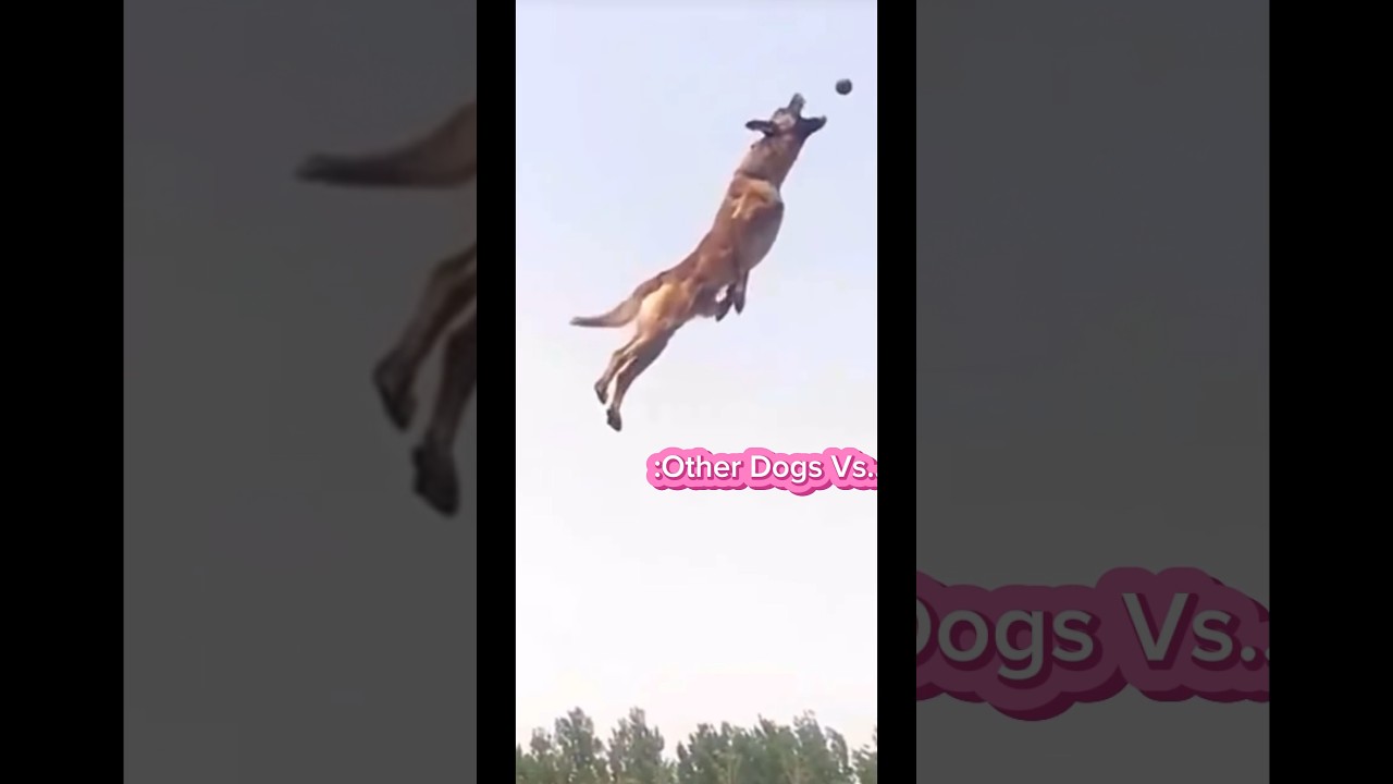 Other Dogs Vs Daisy! 🫣🤭 