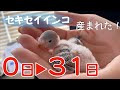 インコが卵を産んだ!孵化から31日間の成長記録