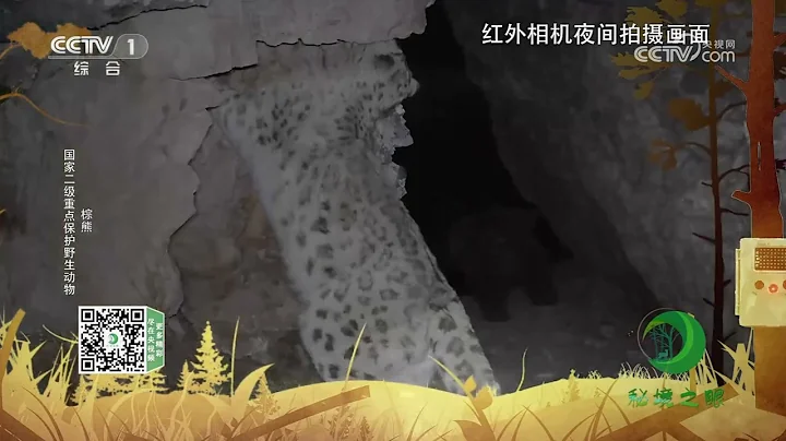 《秘境之眼》 雪豹/棕熊/猞猁/兔猻/赤狐 20230520| CCTV - 天天要聞