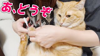 姉の猫ちゃんがあまりにも爪切りに協力的すぎる件…笑[双子猫のノノネネ]