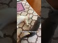 Kedilerim kavga ediyor😂