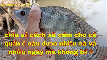 Chia sẻ cách xã cám cho cá quấn ổ hiệu quả cao anh em xem hết video để biết cách xã cám của phương