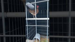 Johnny jumper kelso sobre gallina leiper hatch