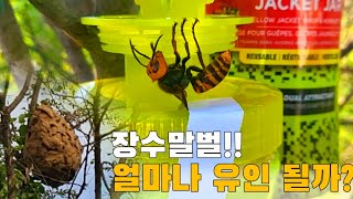 말벌집 바로 밑에 말벌 유인트랩 설치 해봤습니다