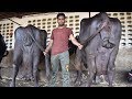      i heavy jafarabadi buffalo pair from kathiyawad gujarat