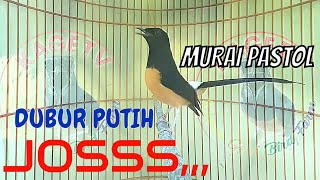 Murai Muda Pastol Dubur Putih GACOR Fighter