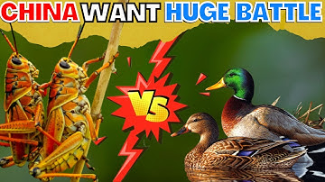 why china planned to place 100,000 ducks in boarder | locusts vs duck | locusts attack in Pakistan