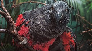 Dracula Parrot  Animal of the Week