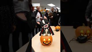 This Boston Terrier Turns Into a Monster 😱🐾 | Cute Chaos Short