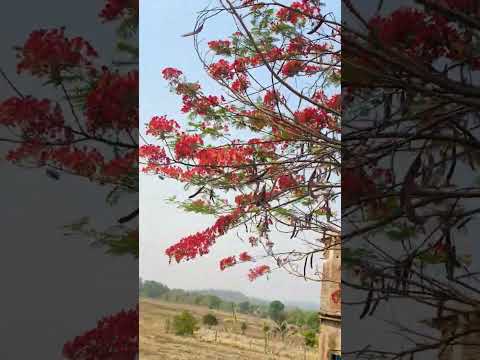 Beautiful Nature 😍#shortsvideo #nature #love