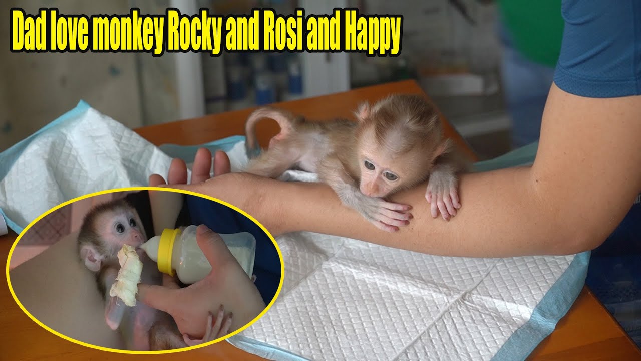 Take the monkey Rocky to cut the thread and visit baby monkey Happy - MONKEY ROSI