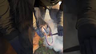 All Equestrians Know This Smell 😂 #Farrier #Horse #Satisfying #Oddlysatisfying #Asmr #Equestrian