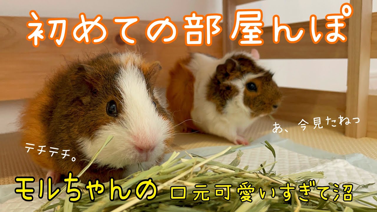 部屋んぽしてみたよ✨✨