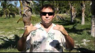 Coconut palm Cold Damage 2010