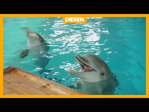 Video: Hadden dolfijnen een snavel?